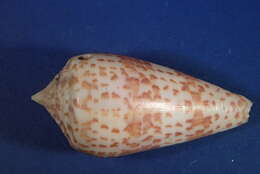 Image of Conus lynceus G. B. Sowerby II 1858