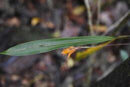 Image de Bifrenaria aureofulva Lindl.