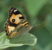 Imagem de Junonia hierta Fabricius 1798