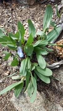 Sivun Mertensia oblongifolia (Nutt.) G. Don kuva