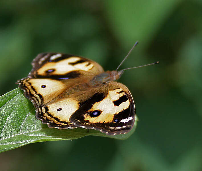 Imagem de Junonia hierta Fabricius 1798