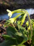 Image of oxlip