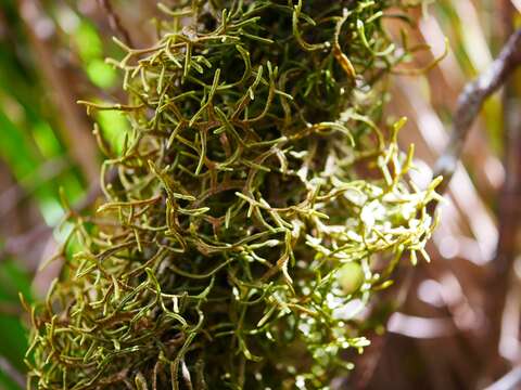 Image of Porella elegantula (Mont.) E. A. Hodgs.