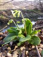 Image of oxlip