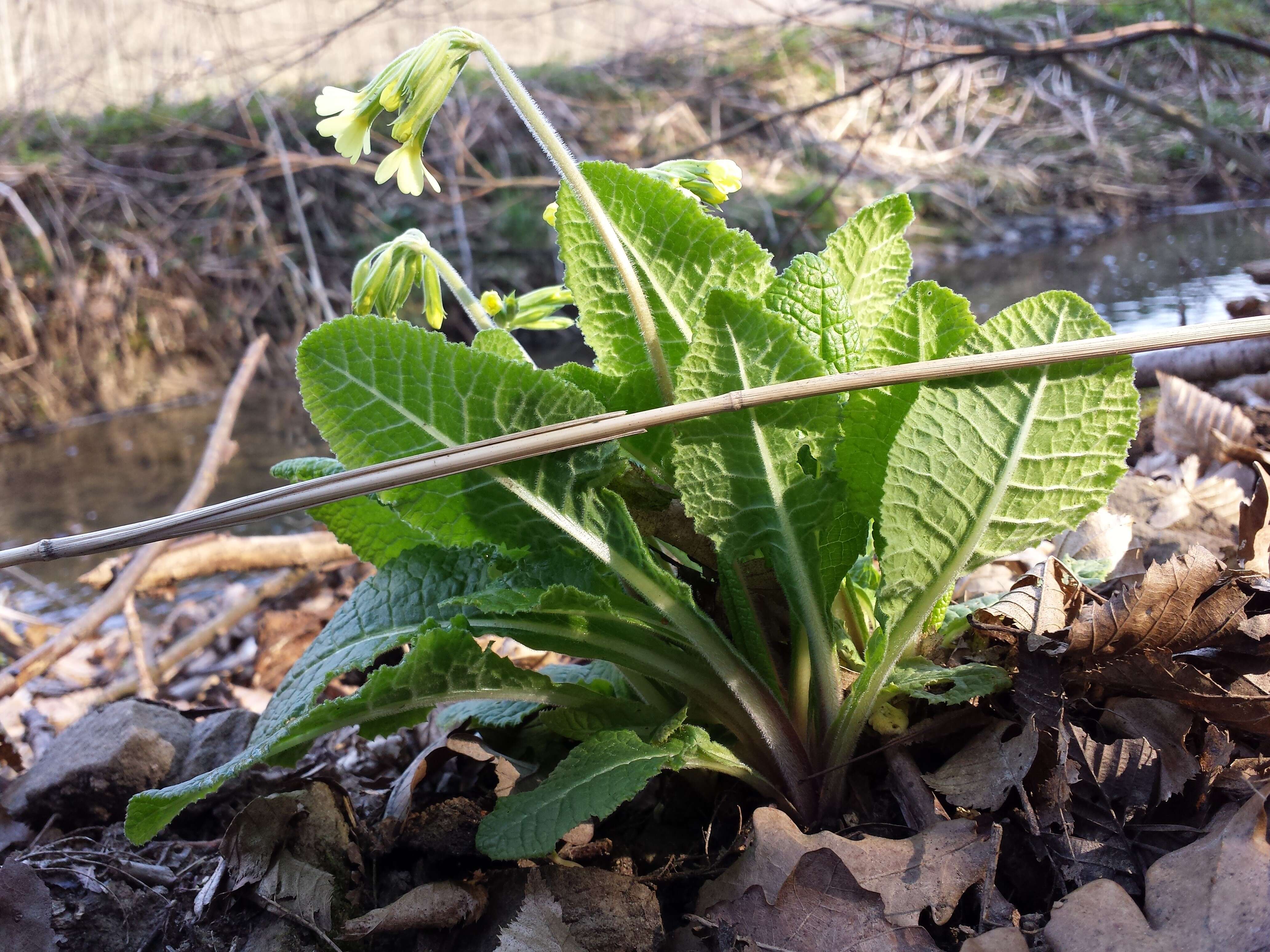 Image of oxlip