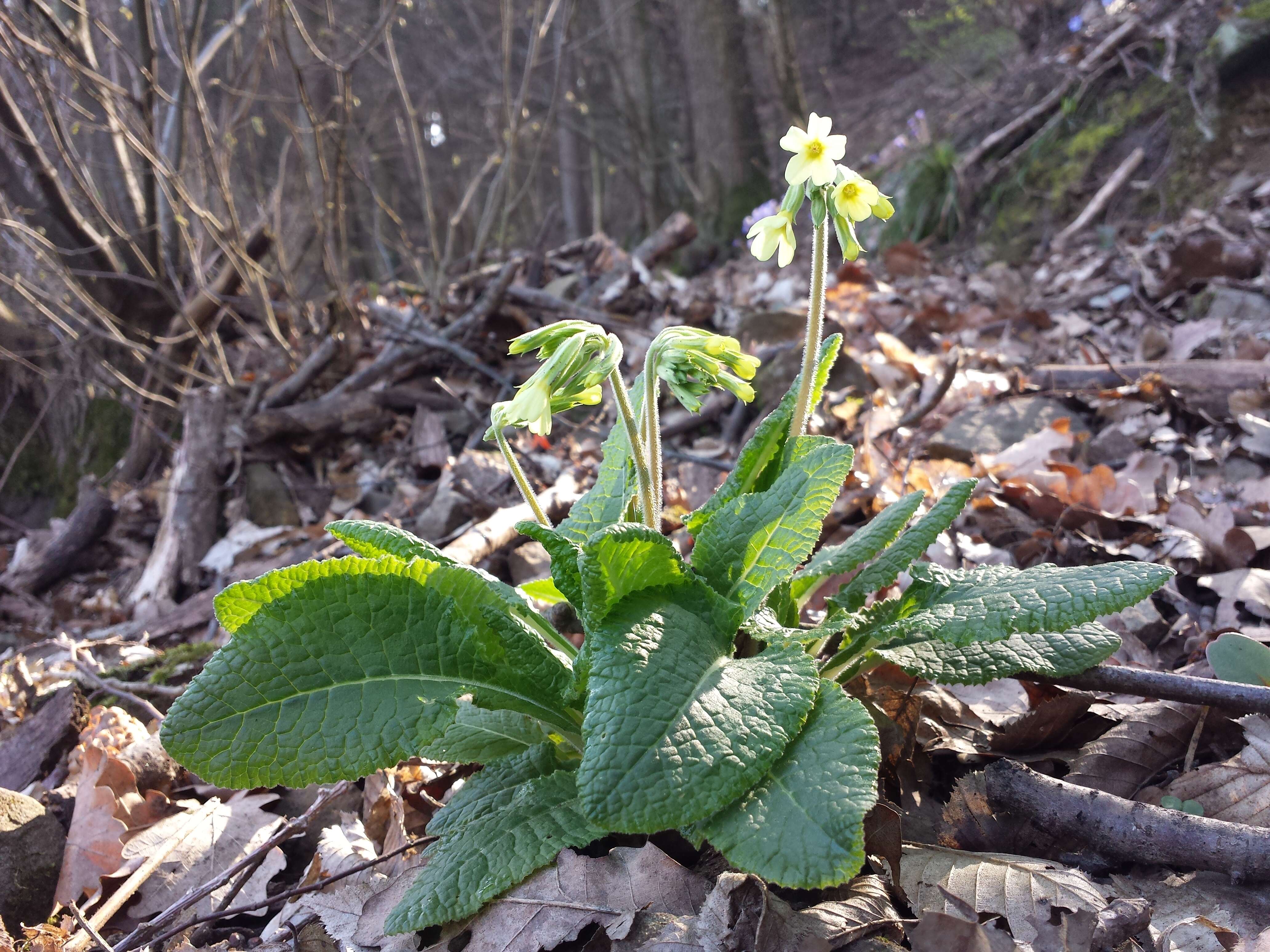 Image of oxlip