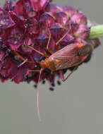 Image of Adelphocoris ticinensis (Meyer-Dur 1843)