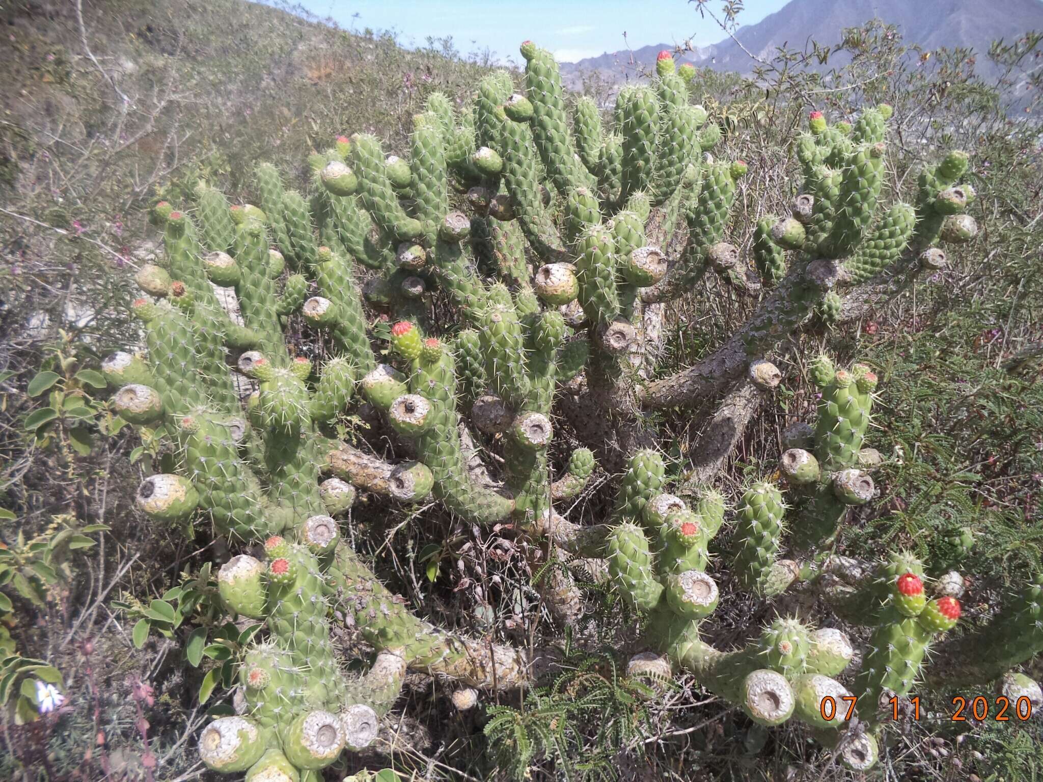 Image of cane cactus