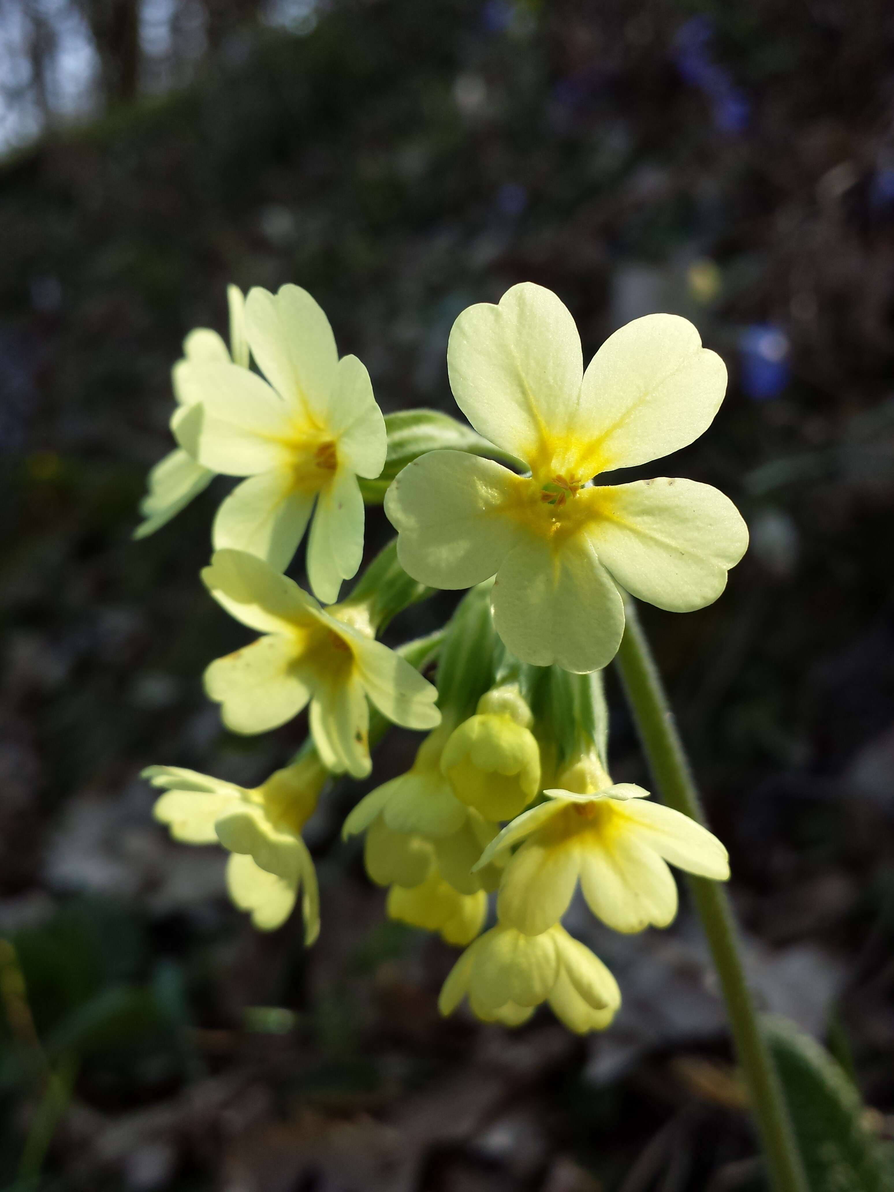 Image of oxlip