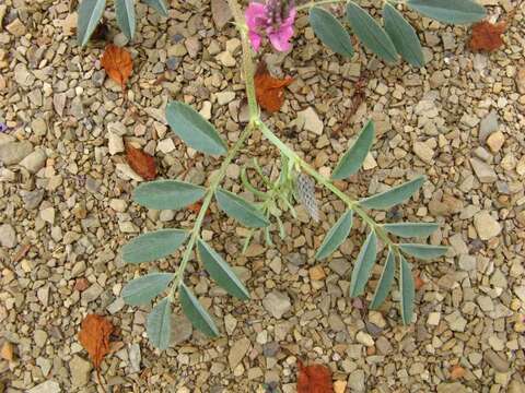 Image of Indigofera auricoma E. Mey.