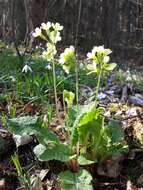 Image of oxlip