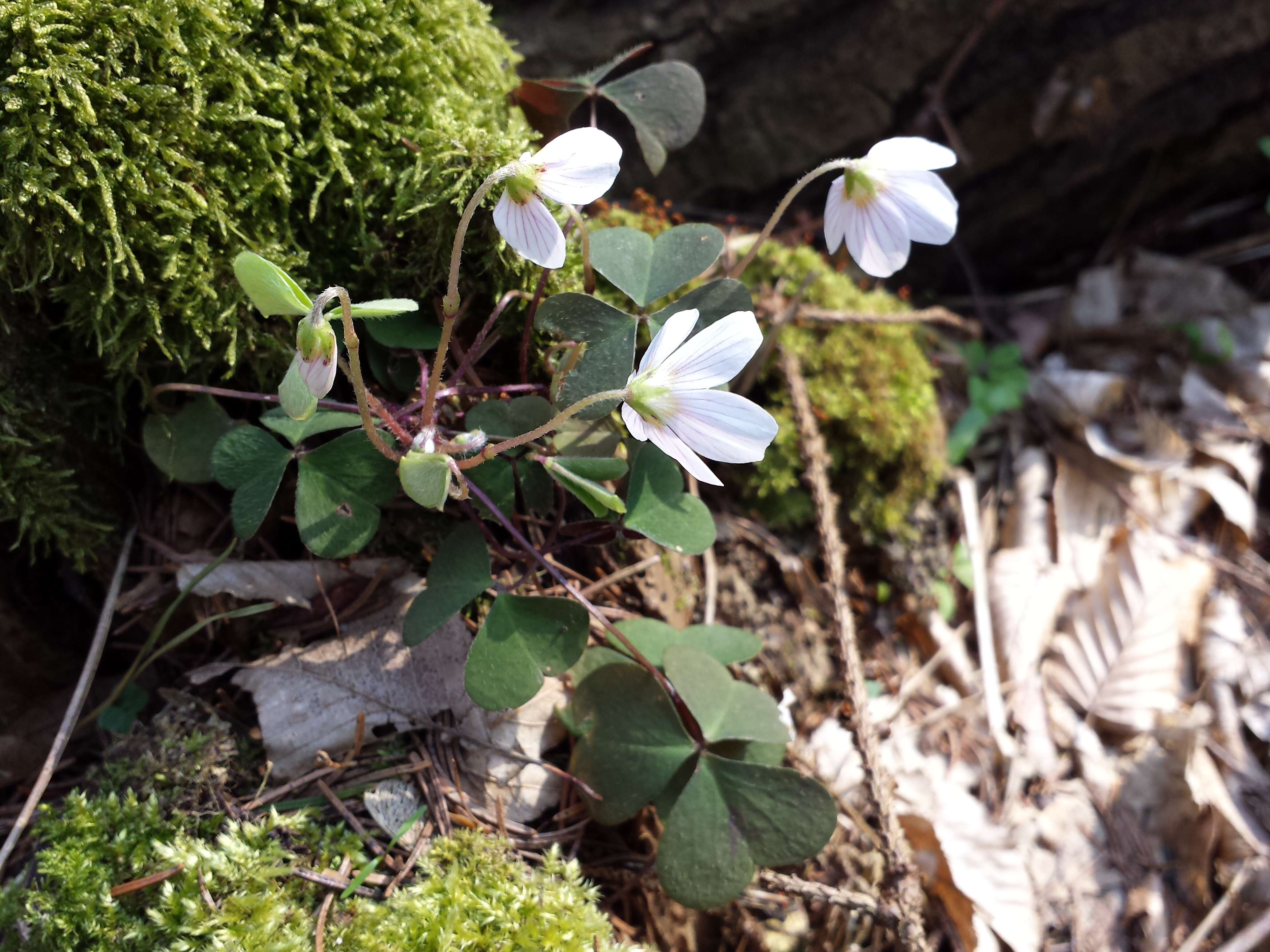 Imagem de Oxalis acetosella L.