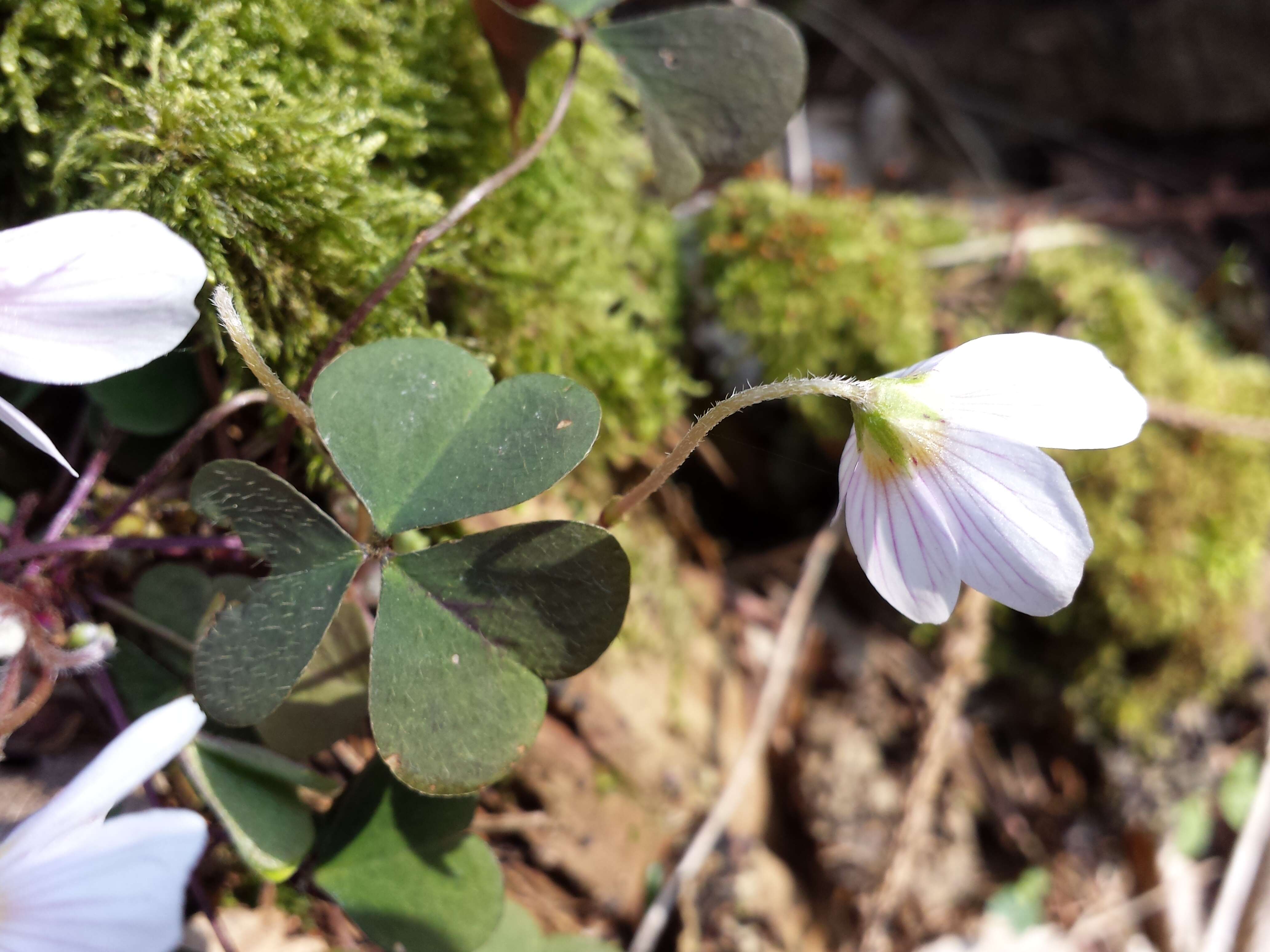 Imagem de Oxalis acetosella L.