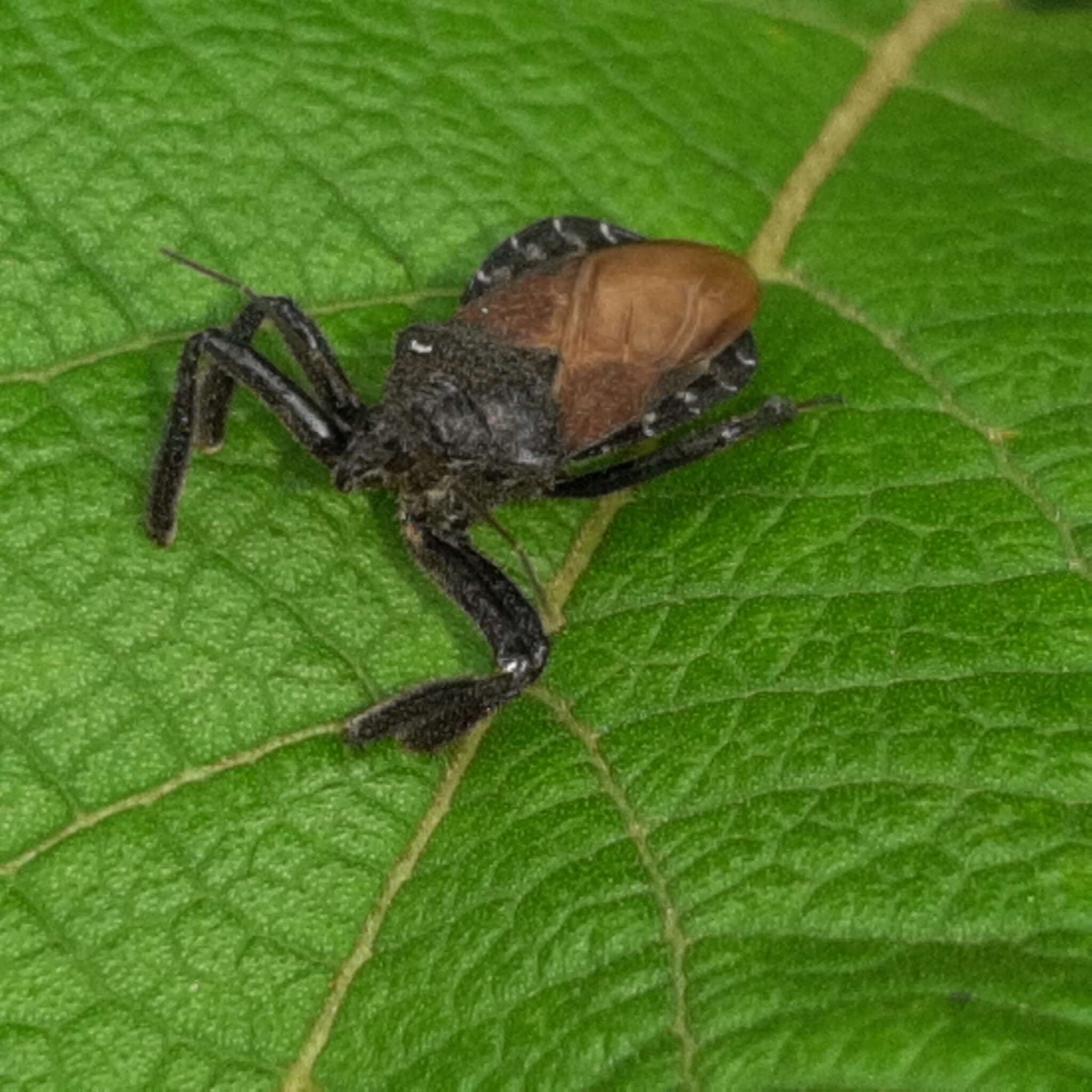 Plancia ëd Apiomerus subpiceus Stål 1862