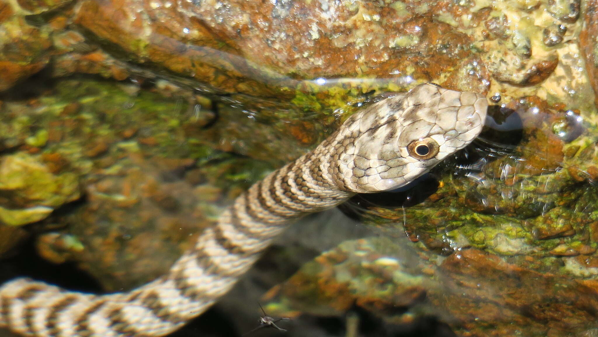 Image of Braid Snake