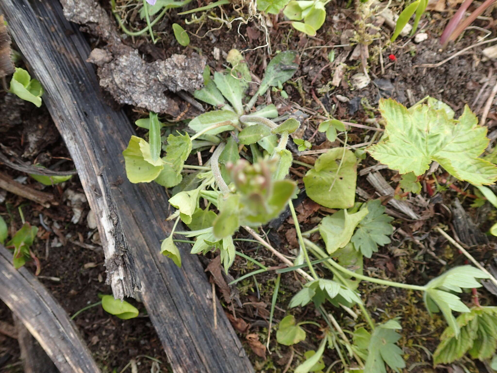 Image of Arabis stelleri DC.