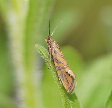 Image of Glyphipterix cyanochalca Meyrick 1882