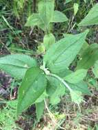 Plancia ëd <i>Eupatorium truncatum</i>