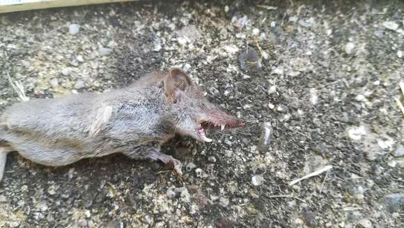 Image of Lesser Shrew