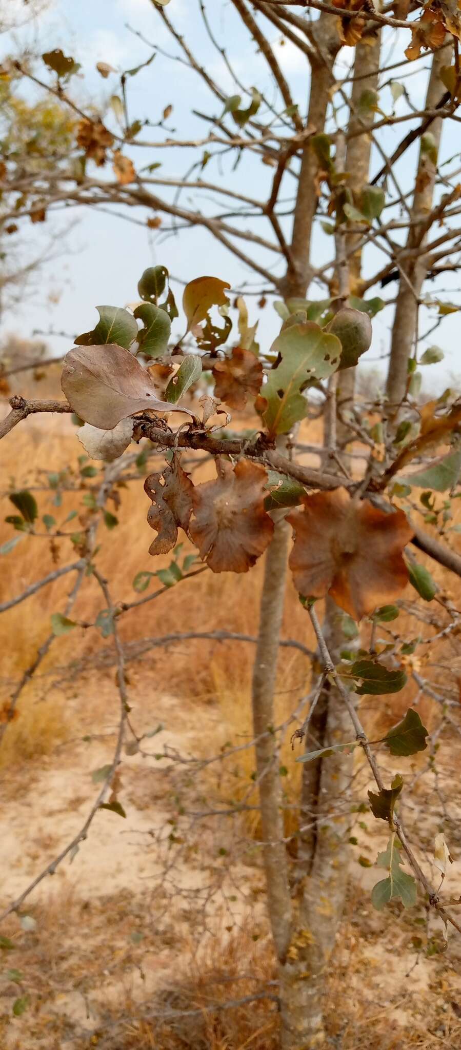 Image of Terminalia tropophylla H. Perrier