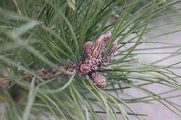 Imagem de Pinus tabuliformis Carrière