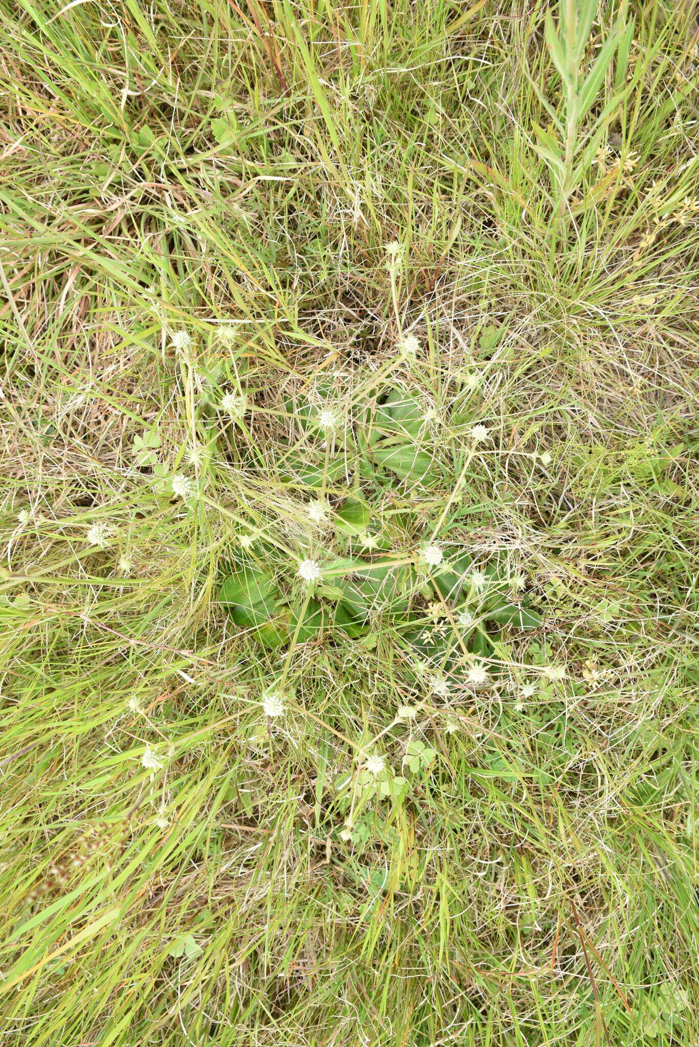 Eryngium nudicaule Lam. resmi