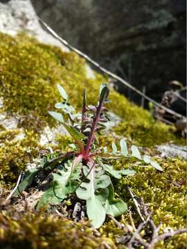 Lactuca viminea (L.) J. & C. Presl的圖片