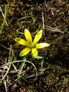 Image of star of Bethlehem