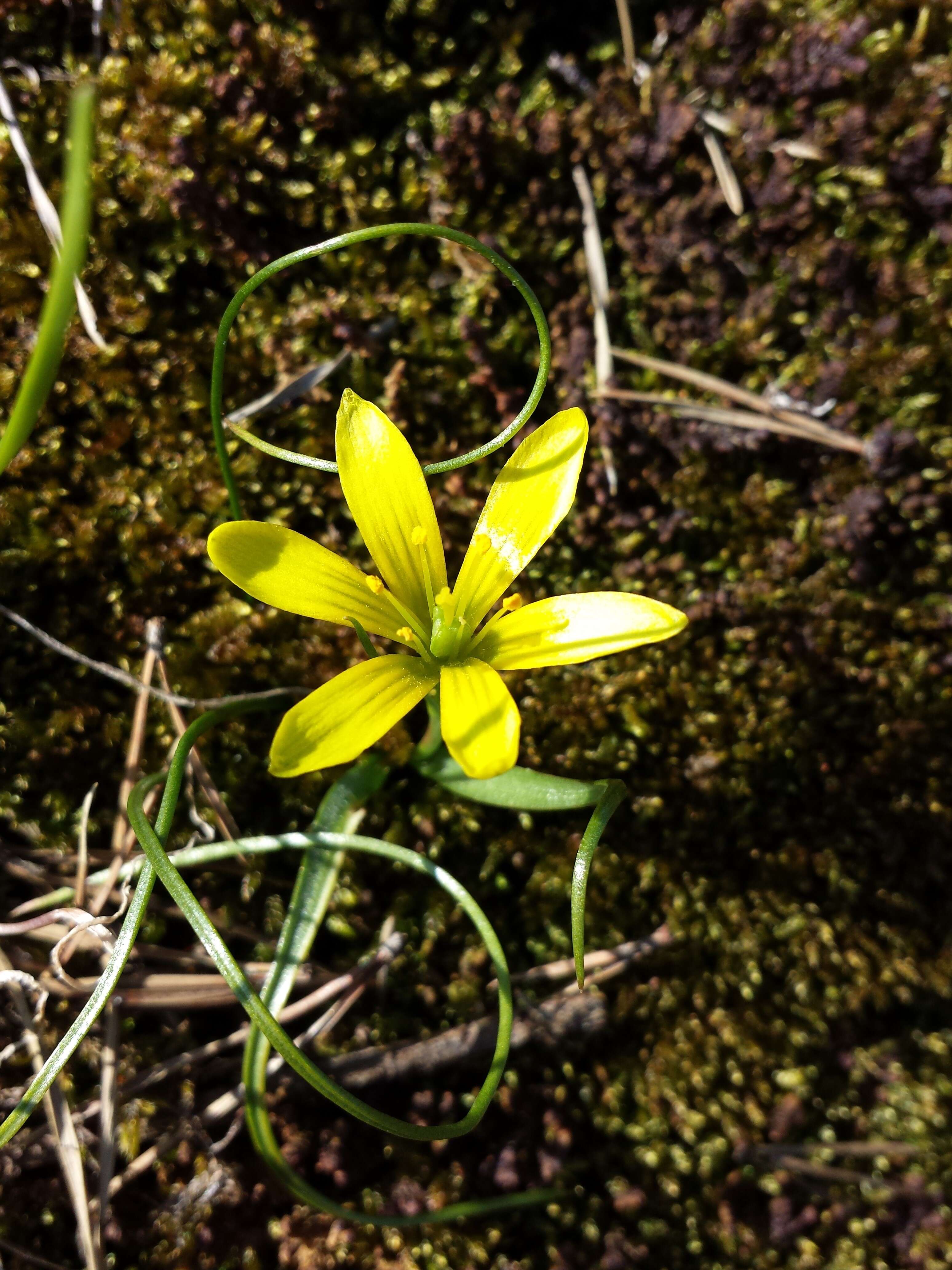 Image of star of Bethlehem