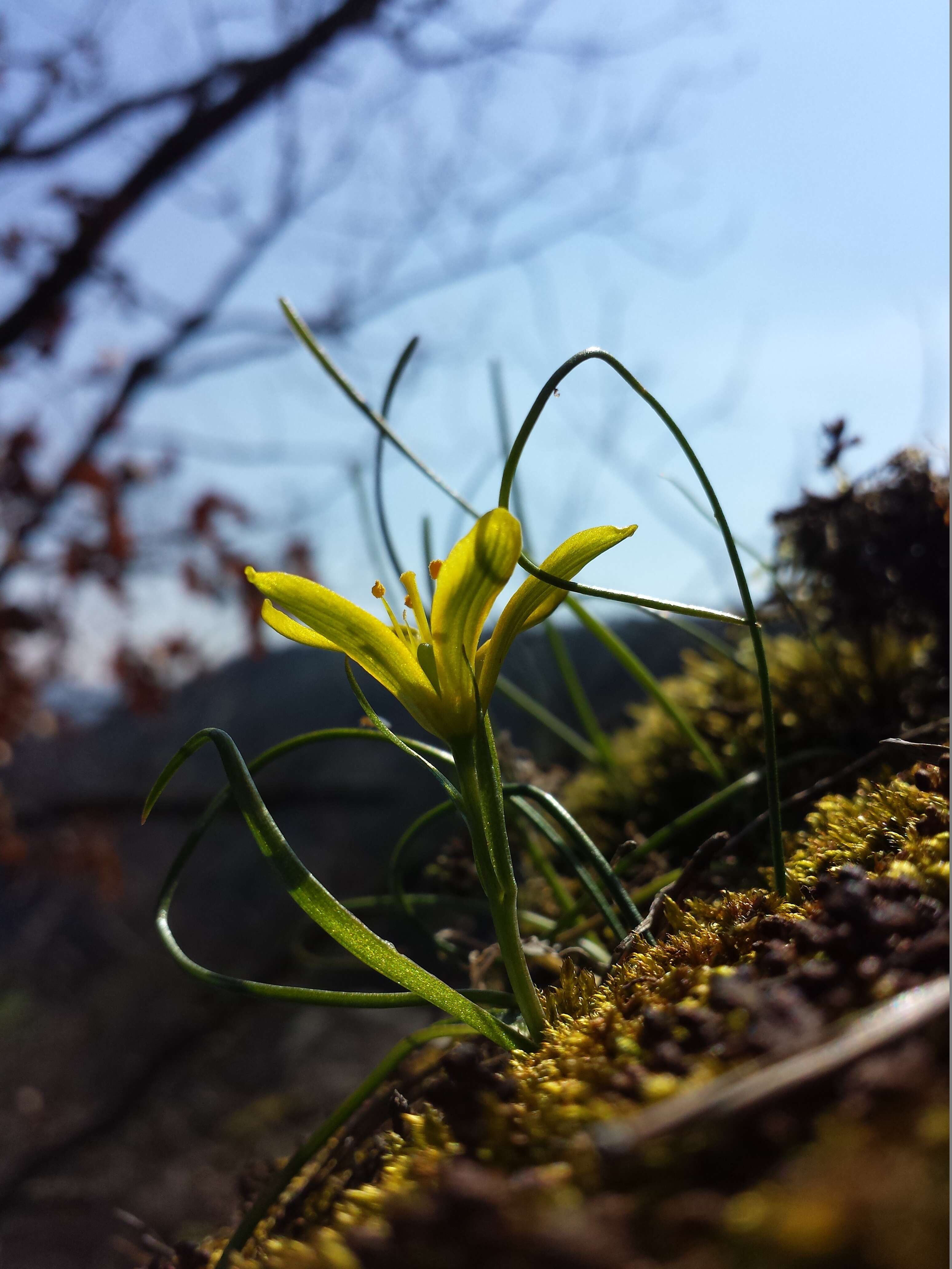 Image of star of Bethlehem