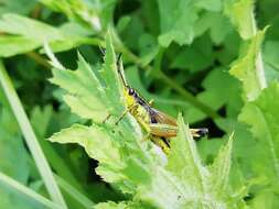 Podismopsis poppiusi (Miram 1907)的圖片