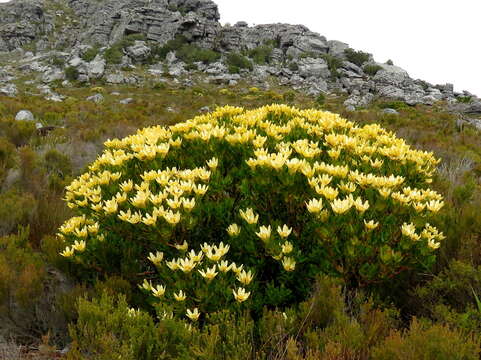 Plancia ëd Leucadendron strobilinum (L.) Druce