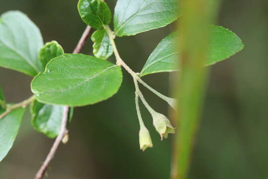 Plancia ëd Styrax faberi Perkins