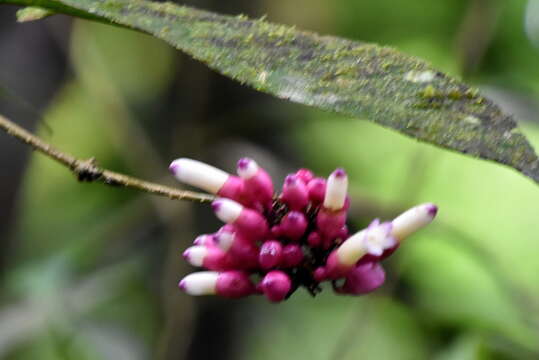 Image of Schlegelia fastigiata Schery