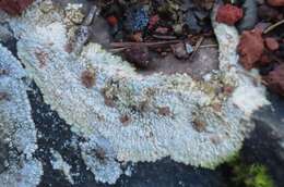 Image of bullseye lichen