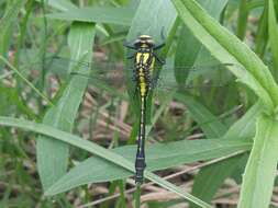 Image of Club-tailed Dragonfly