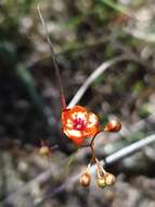 Image de Drosera microphylla Endl.