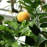 Image of Citrus maxima