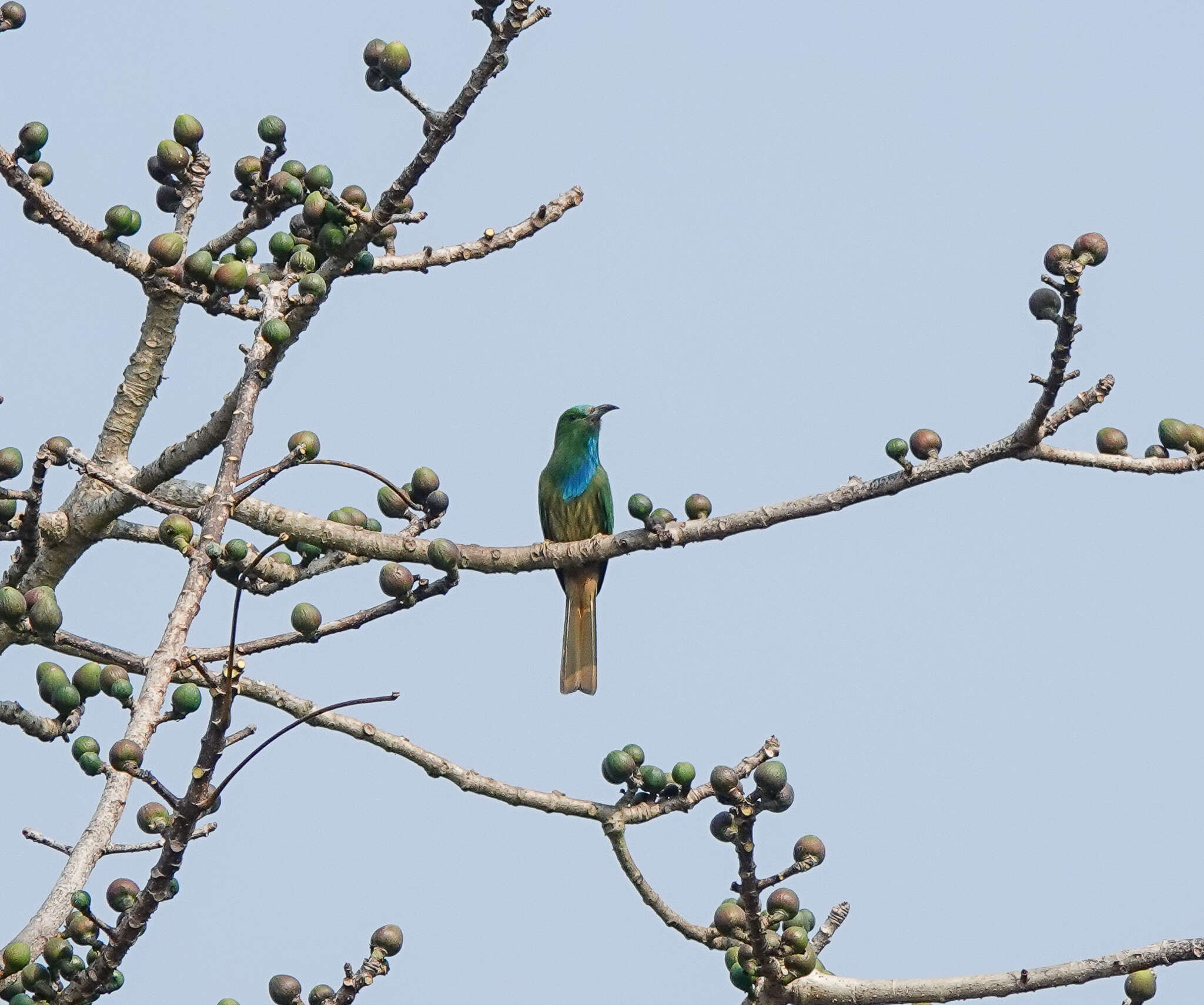 Image of Bearded Bee-eaters