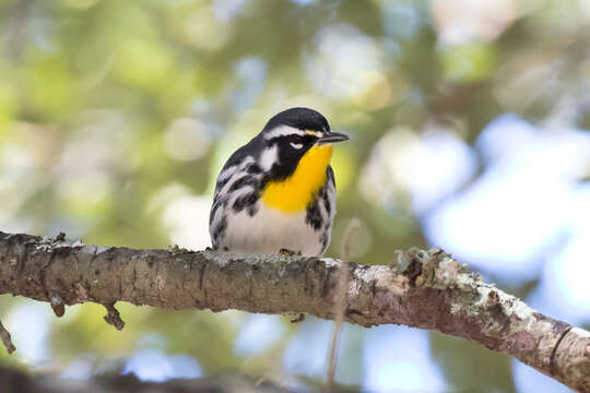 Image of Yellow-throated Warbler