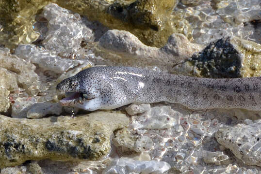 Image of Bar-cheeked eel