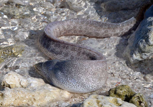 Image of Bar-cheeked eel