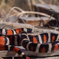 صورة Lampropeltis pyromelana infralabialis Tanner 1953