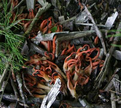 Image of stinkhorn