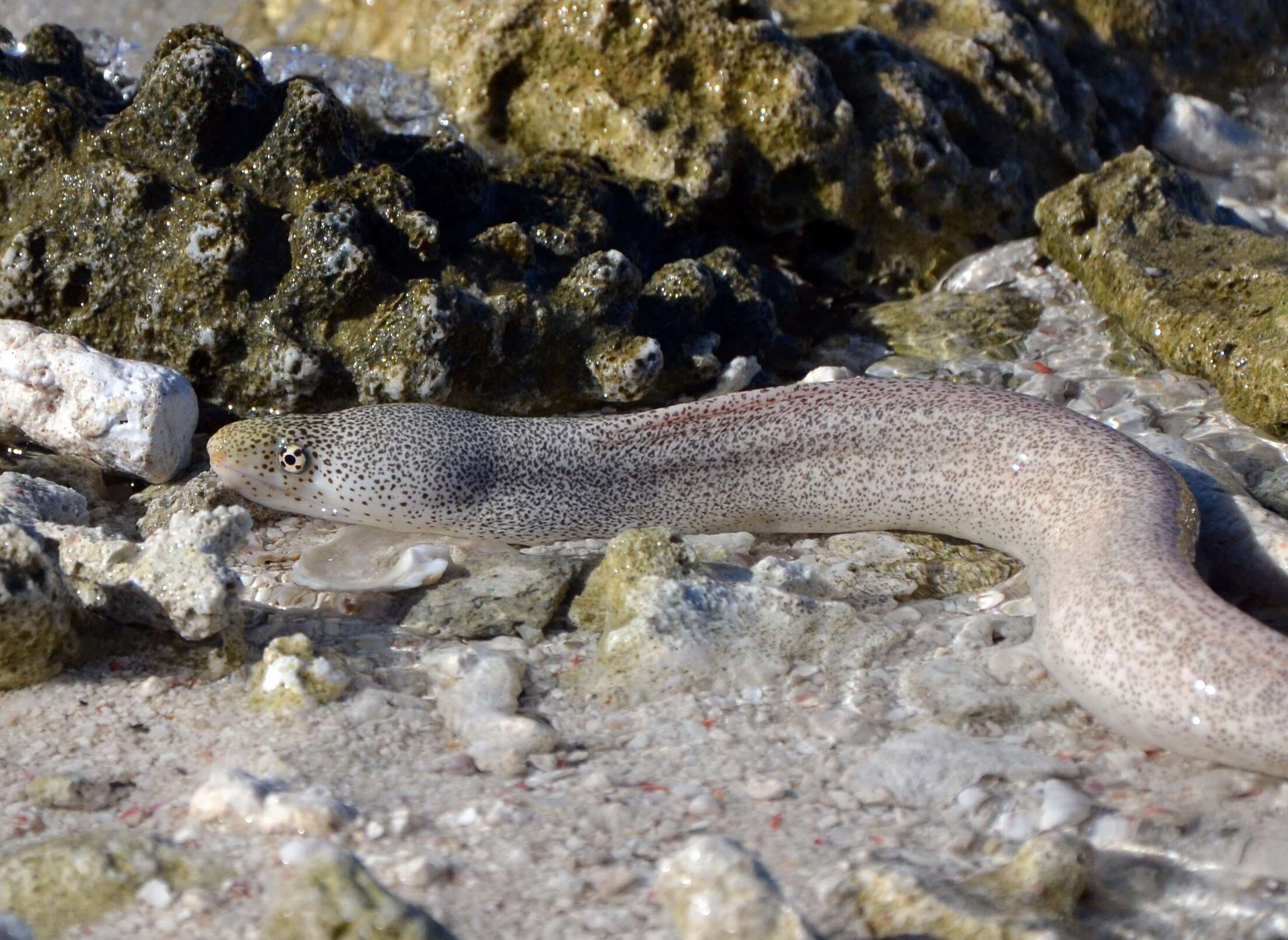 Слика од Gymnothorax pictus (Ahl 1789)