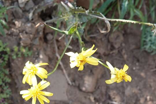 Image of Lemmon's ragwort