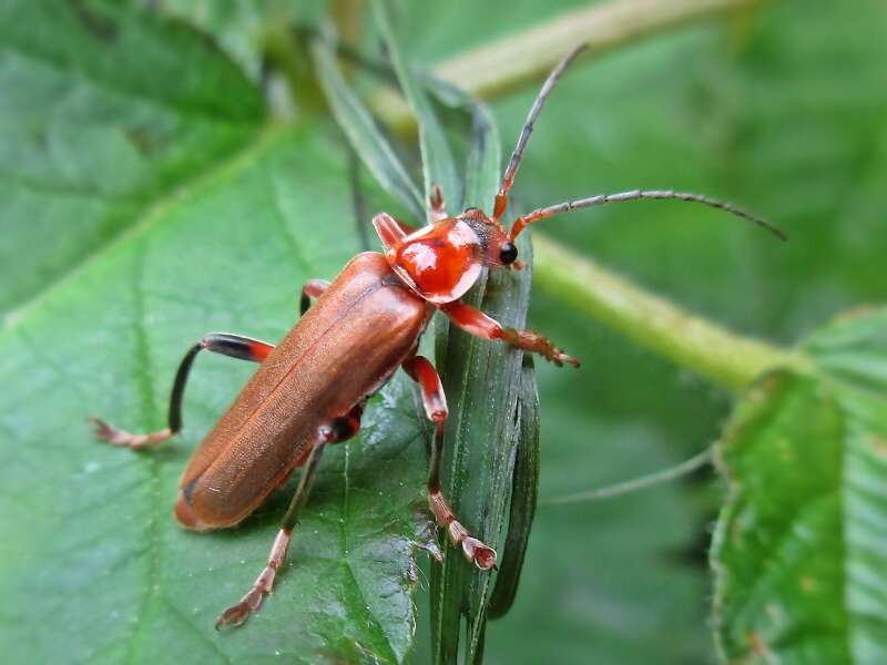 Image of Cantharis livida