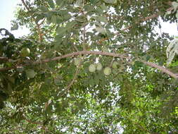 Image of marula