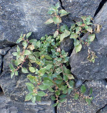 Image of pellitory-of-the-wall