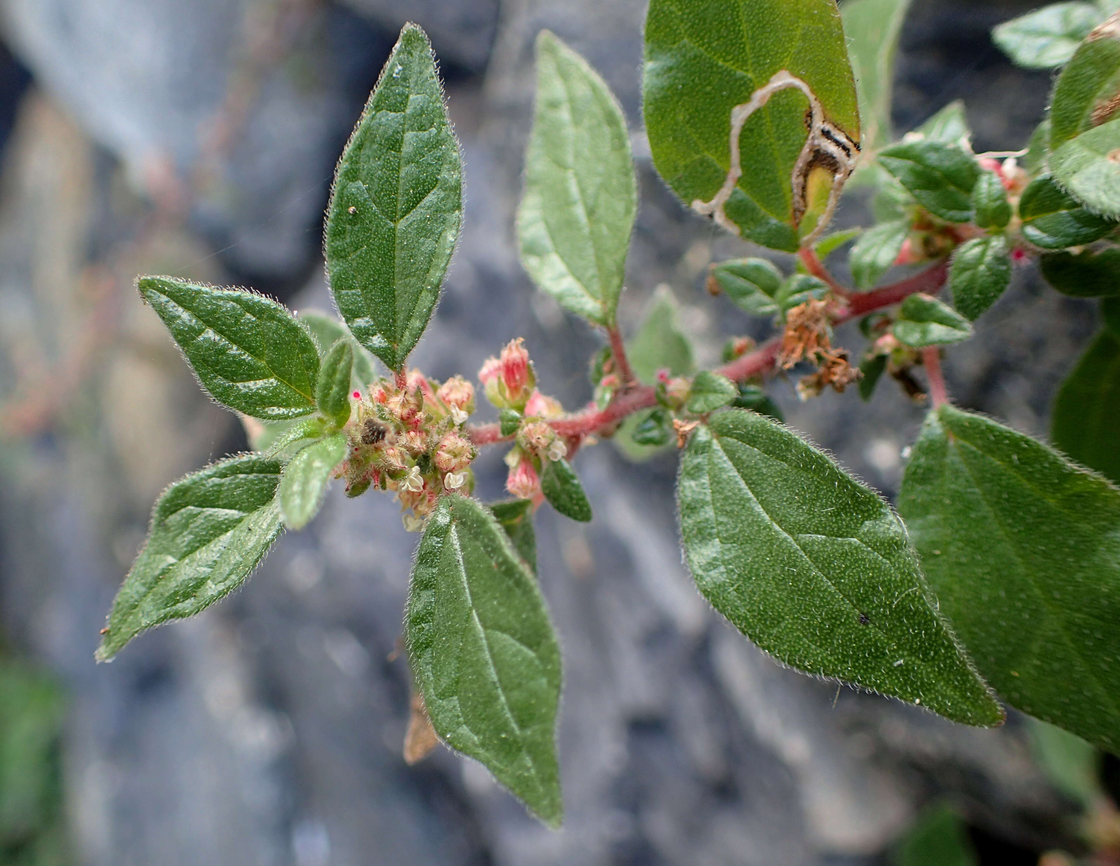 Image of pellitory-of-the-wall